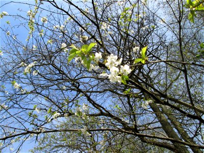 Blühende Vogelkirsche (Prunus avium) im Deutschmühlental in Alt-Saarbrücken