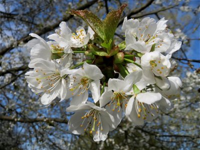 Blüte der Vogelkirsche (Prunus avium) an der Saar in Saarbrücken