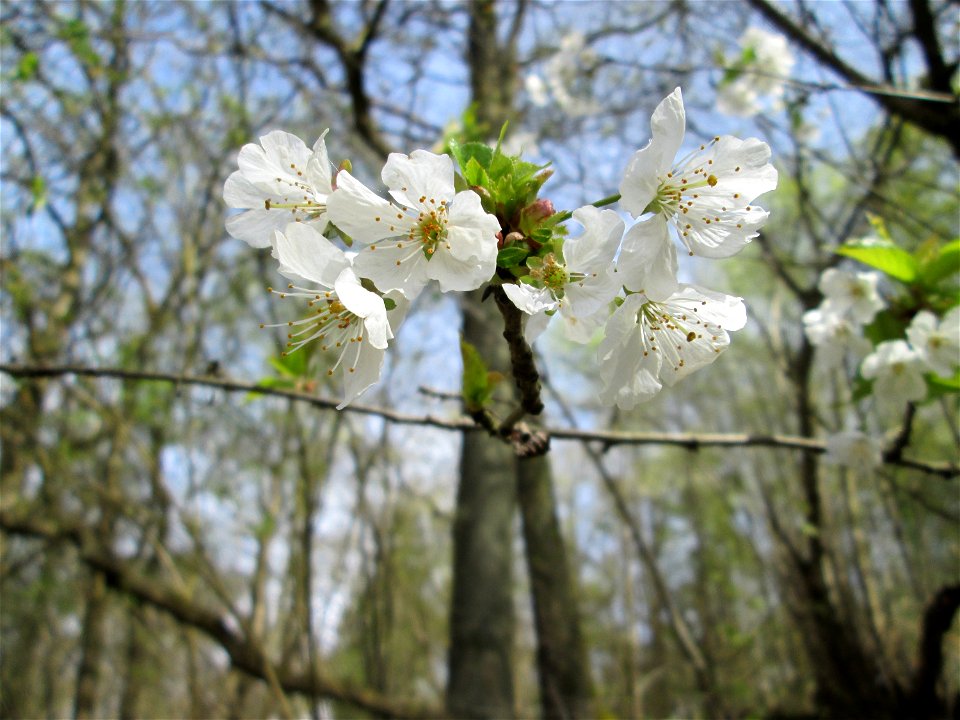 Blühende Vogelkirsche (Prunus avium) im Deutschmühlental in Alt-Saarbrücken