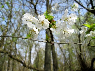 Blühende Vogelkirsche (Prunus avium) im Deutschmühlental in Alt-Saarbrücken