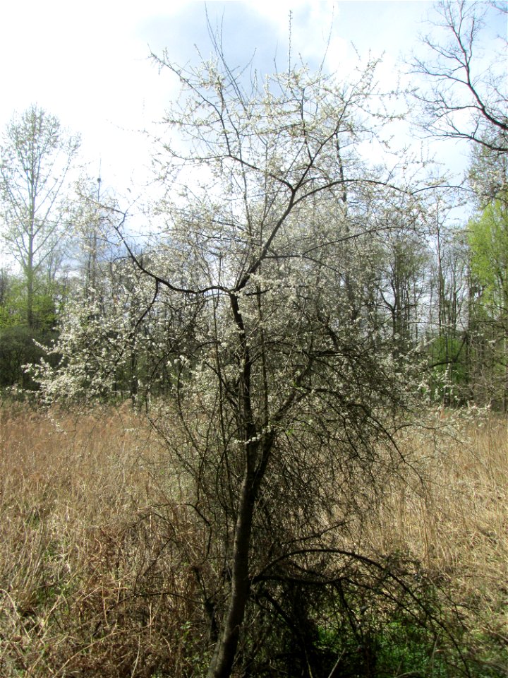 Blühende Vogelkirsche (Prunus avium) im Landschaftsschutzgebiet „Drahtzugweiher und das Habsterwiesental“ in Alt-Saarbrücken