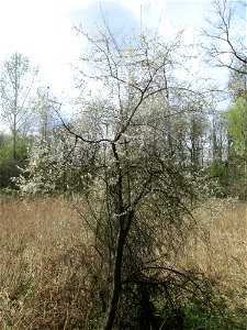 Blühende Vogelkirsche (Prunus avium) im Landschaftsschutzgebiet „Drahtzugweiher und das Habsterwiesental“ in Alt-Saarbrücken