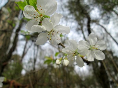 Blühende Vogelkirsche (Prunus avium) im Landschaftsschutzgebiet „Drahtzugweiher und das Habsterwiesental“ in Alt-Saarbrücken