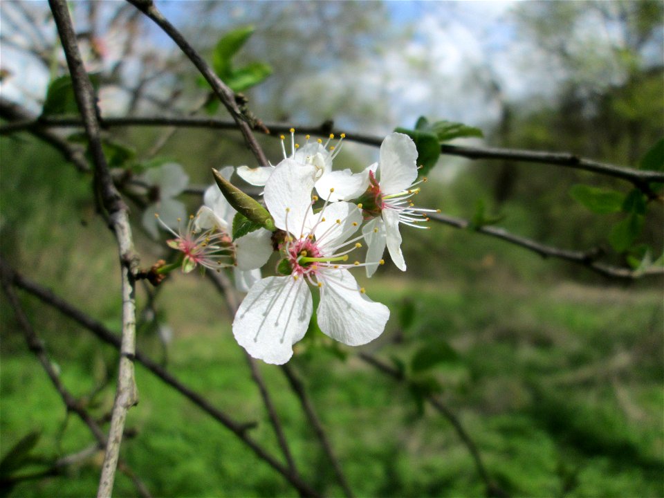 Vogelkirsche (Prunus avium) im oberen Deutschmühlental im Landschaftsschutzgebiet „Drahtzugweiher und das Habsterwiesental“ in Alt-Saarbrücken
