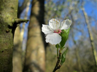 Vogelkirsche (Prunus avium) im Naturschutzgebiet "St. Arnualer Wiesen"