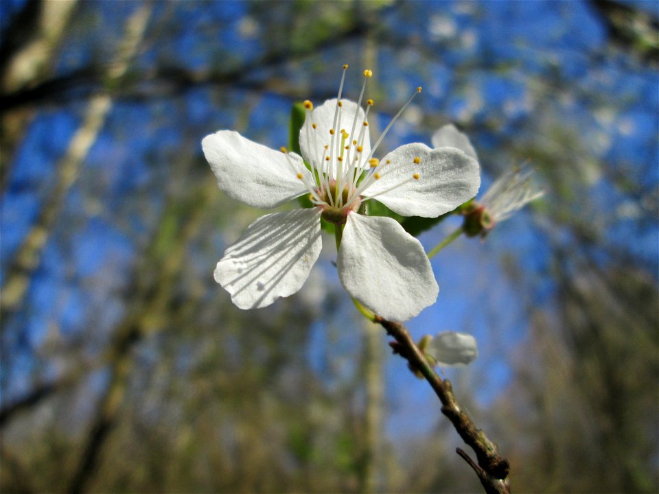 Vogelkirsche (Prunus avium) im Naturschutzgebiet "St. Arnualer Wiesen"