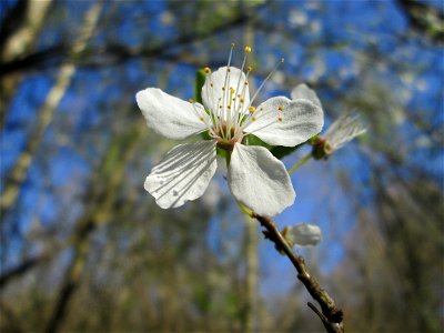 Vogelkirsche (Prunus avium) im Naturschutzgebiet "St. Arnualer Wiesen"