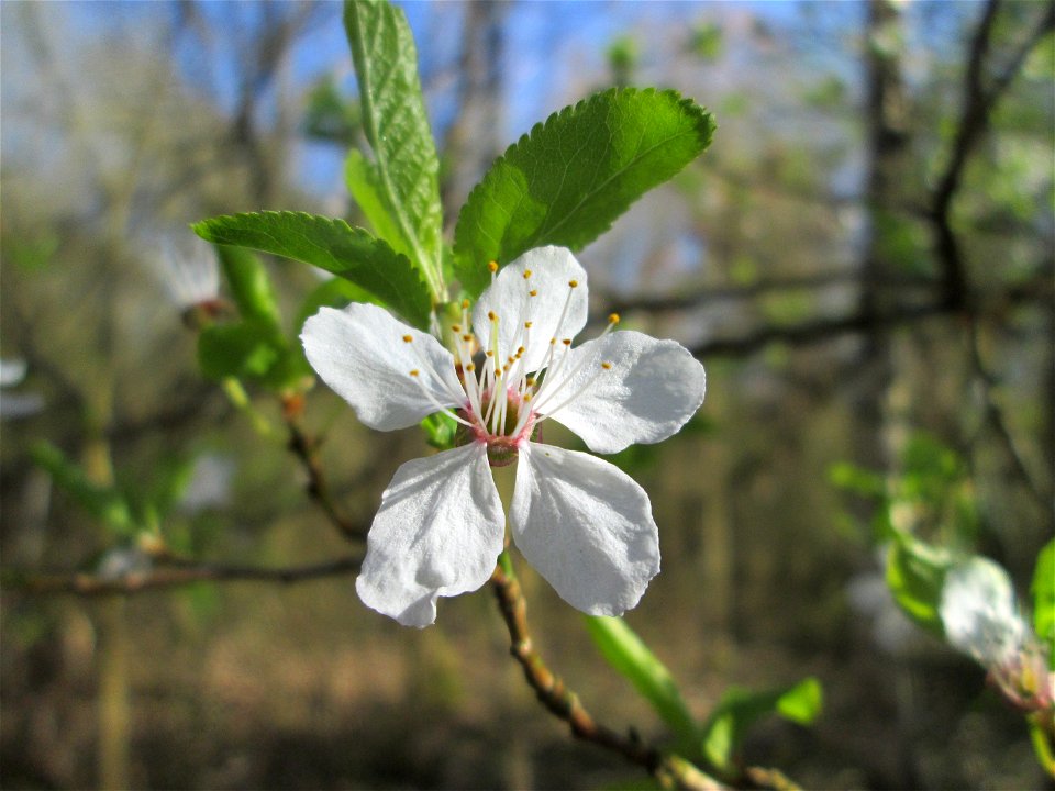 Vogelkirsche (Prunus avium) im Naturschutzgebiet "St. Arnualer Wiesen"