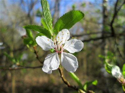 Vogelkirsche (Prunus avium) im Naturschutzgebiet "St. Arnualer Wiesen"