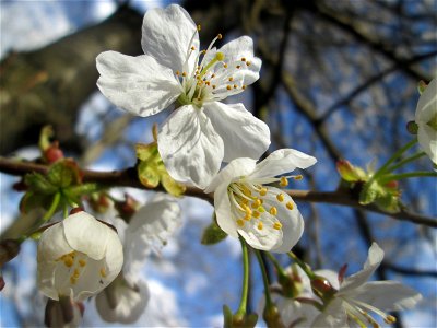 Vogelkirsche (Prunus avium) im Wildpark Saarbrücken