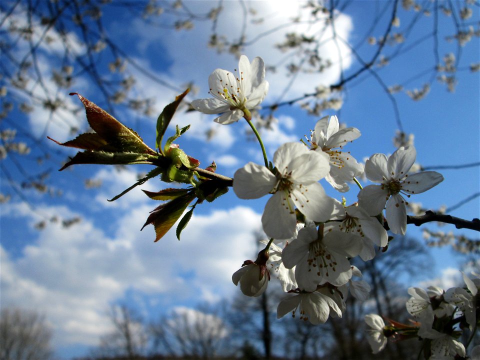 Vogelkirsche (Prunus avium) im Wildpark Saarbrücken