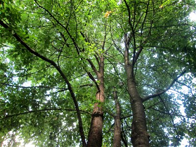 Vogelkirsche (Prunus avium) in Brebach