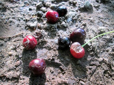 Vogelkirsche (Prunus avium) in Brebach