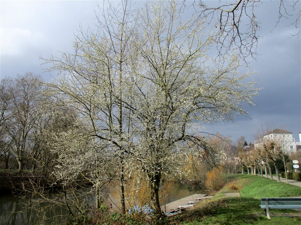 Vogelkirsche (Prunus avium) an der Saar in Saarbrücken
