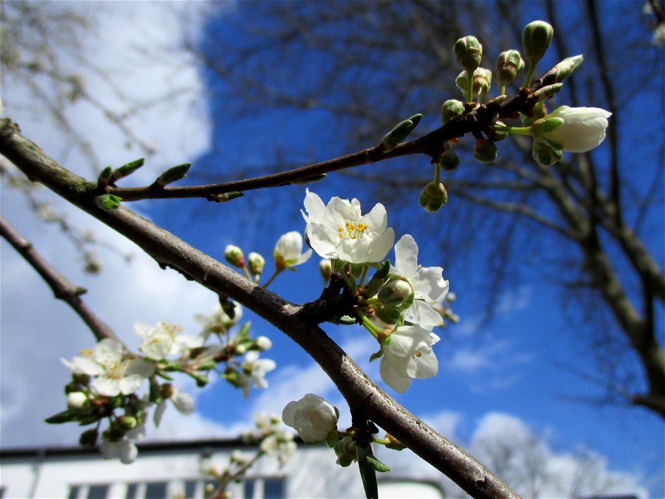 Vogelkirsche (Prunus avium) an der Saar in Saarbrücken