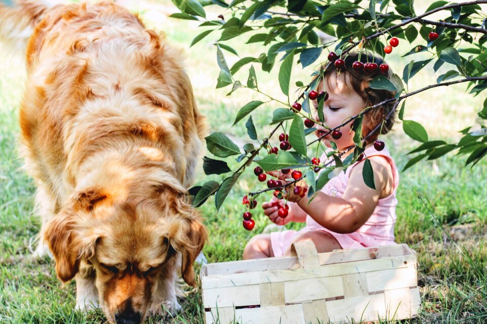 Child village fruit