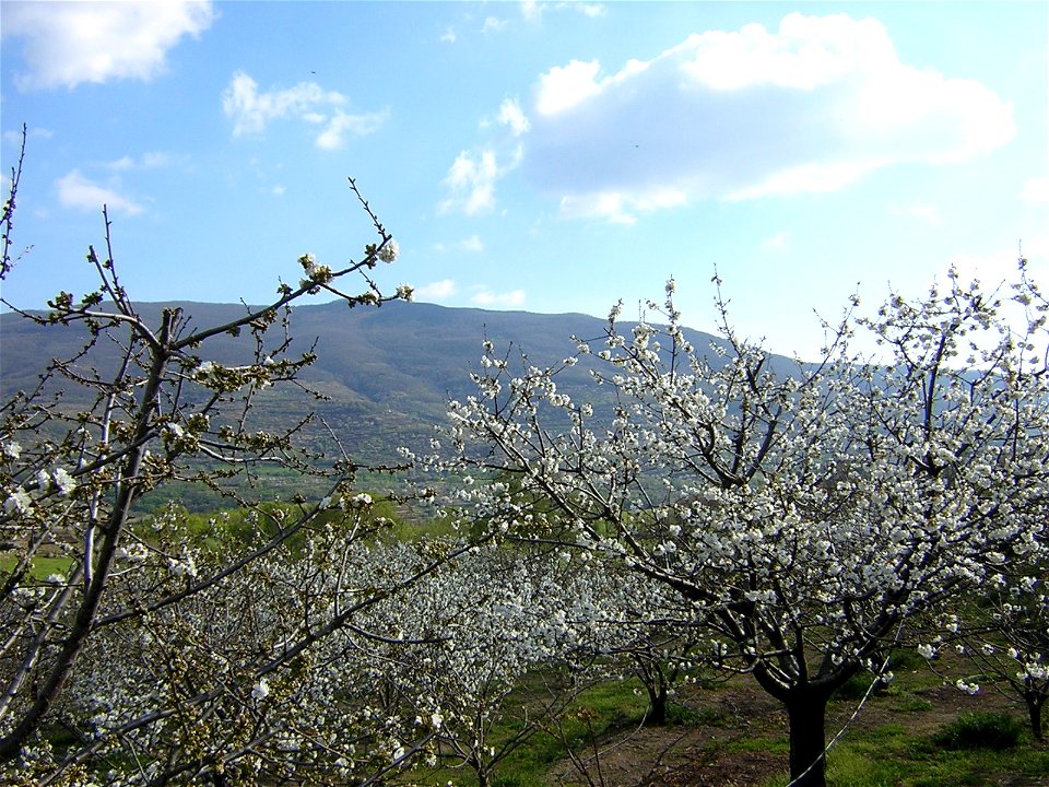 Cerezos en flor. Valle del Jerte. Cáceres