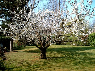 Cerisier en fleur photo