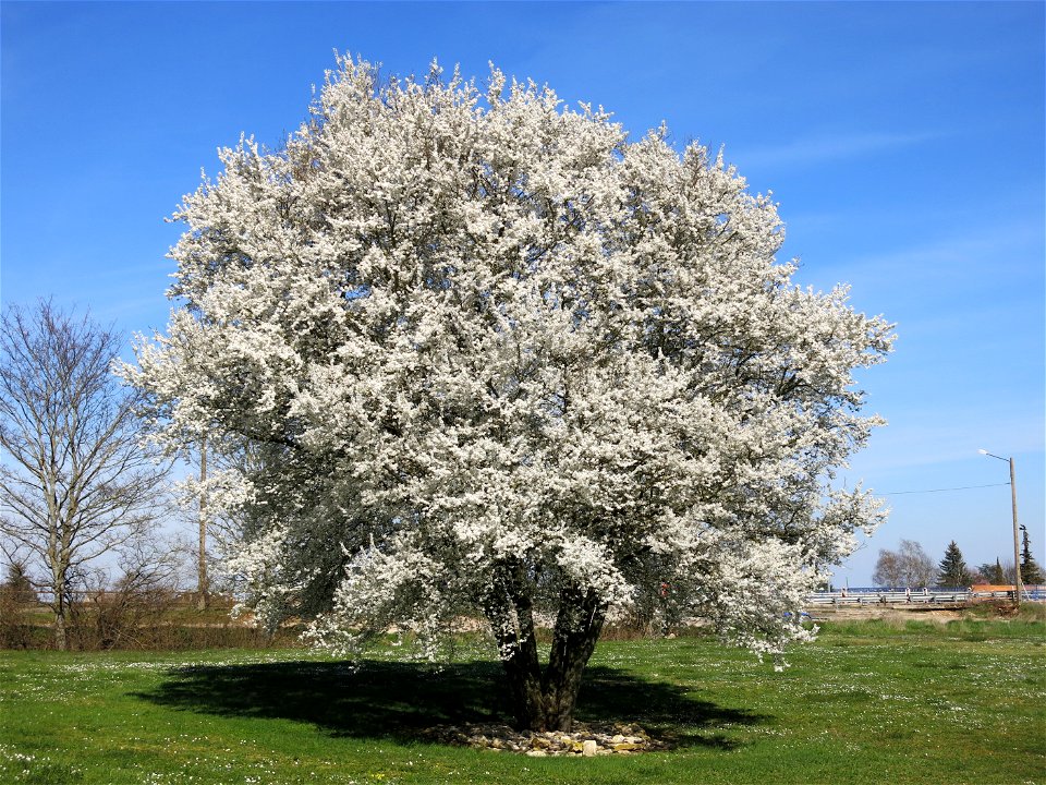 Wild cherry in the hospital of Belnay. Tournus (Saône-et-Loire, France).