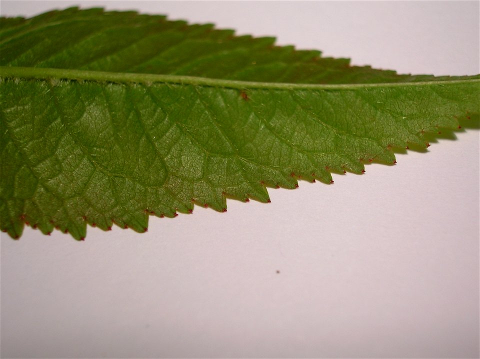Leaf tip extra-floral nectary glands on Wild Cherry, Prunus avium.