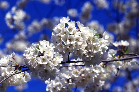 Image title: Cherry tree blossoms Image from Public domain images website, http://www.public-domain-image.com/full-image/flora-plants-public-domain-images-pictures/trees-public-domain-images-pictures/ photo