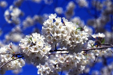 Image title: Cherry tree blossoms
Image from Public domain images website, http://www.public-domain-image.com/full-image/flora-plants-public-domain-images-pictures/trees-public-domain-images-pictures/