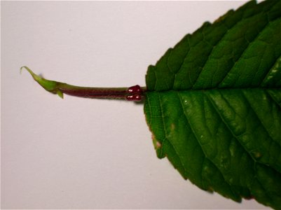 Extra-floral nectary glands on the petiole of Prunus avium, the Wild Cherry