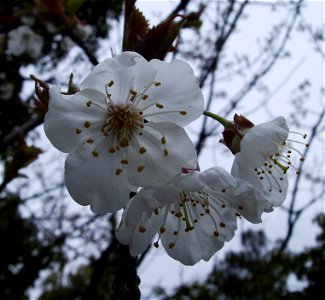 Flowers from a sub spontaneous cherry tree (Prunus avium, Castelltallat, Catalonia.