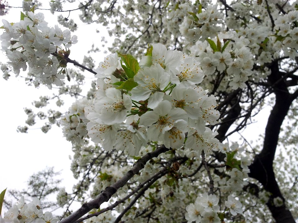 Cherry Blossoms