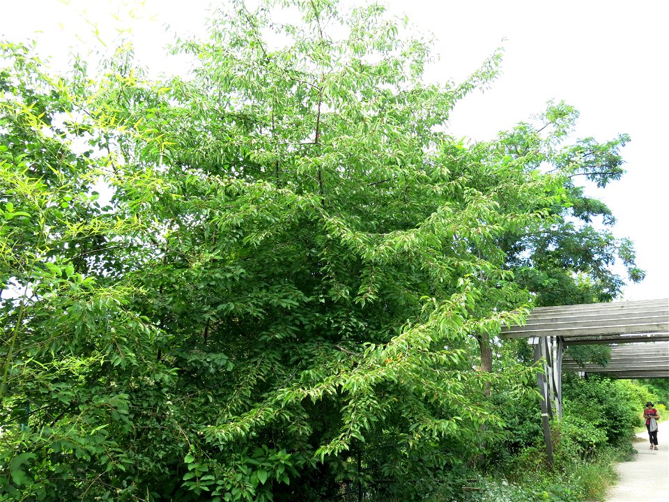 Wild cherry of the coulée verte of Colombes with fruits (Hauts-de-Seine, France).