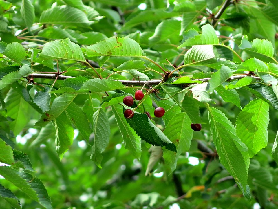 Fruits of the wild cherry of the coulée verte of Colombes (Hauts-de-Seine, France).