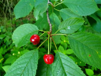 From Flickr webpage:
"wild cherry / bird cherry (Prunus avium) with fruits
author: Jan Helebrant
location: Czech Republic

www.juhele.blogspot.com"