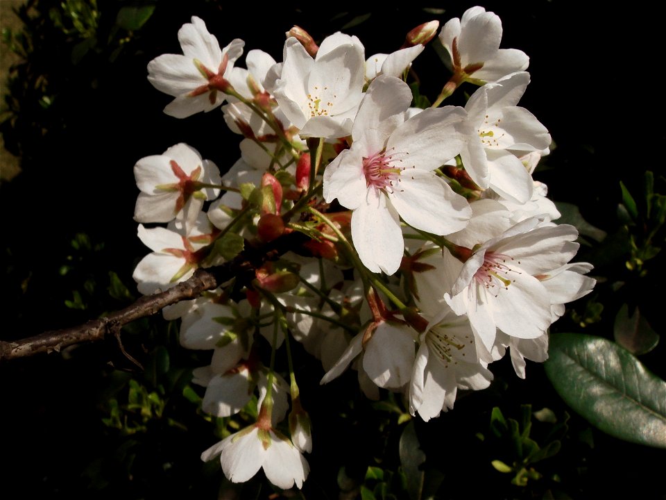sakura in Xuhui High School.