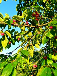 Třešeň / Prunus avium
