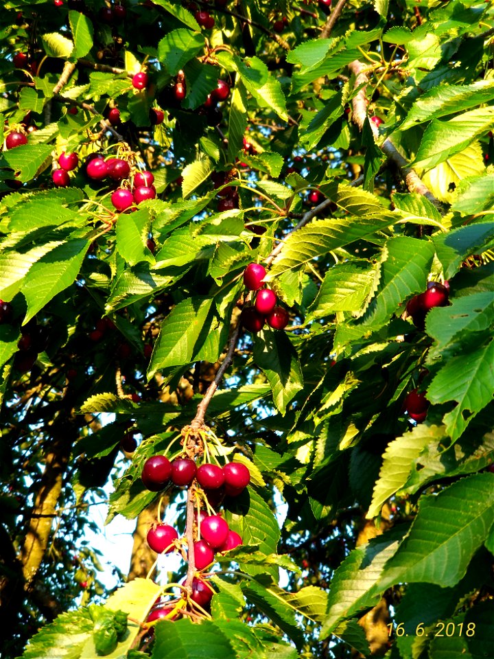 Třešeň / Prunus avium