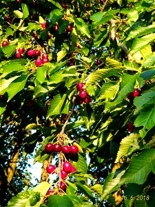 Třešeň / Prunus avium photo