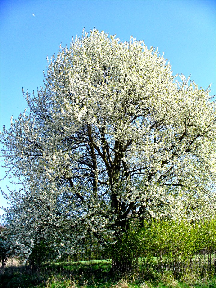 Třešeň ptačí (Prunus avium) - detail v květu