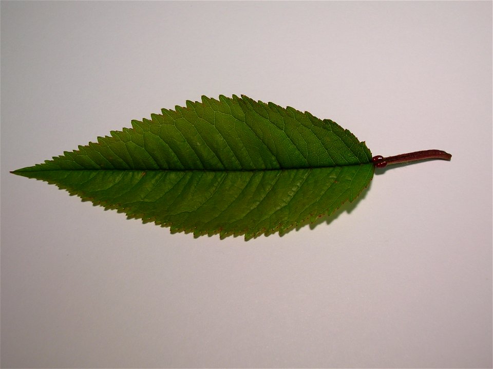 A young leaf from a Wild Cherry or Gean, Prunus avium. Leaf tip and petiole extrafloral nectaries visible.