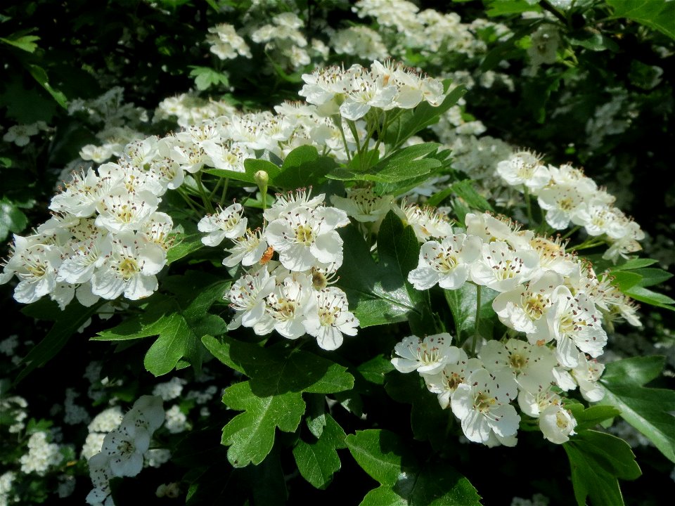 Eingriffeliger Weißdorn (Crataegus monogyna) in der Schwetzinger Hardt