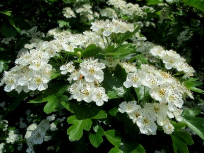Eingriffeliger Weißdorn (Crataegus monogyna) in der Schwetzinger Hardt