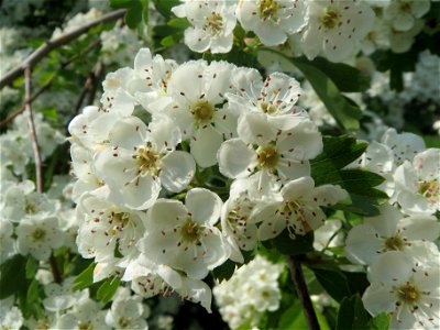 Weißdorn (Crataegus monogyna) im Hockenheimer Rheinbogen