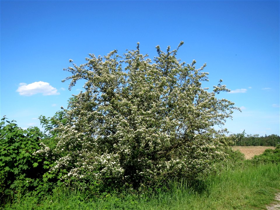 Eingriffeliger Weißdorn (Crataegus monogyna) im Naturschutzgebiet Wagbachniederung
