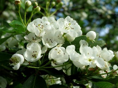 Eingriffeliger Weißdorn (Crataegus monogyna) in Hockenheim