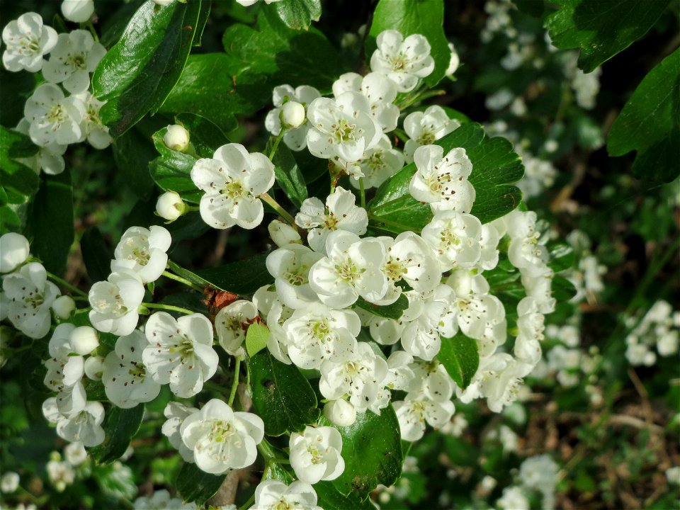 Weißdorn (Crataegus monogyna) in Hockenheim