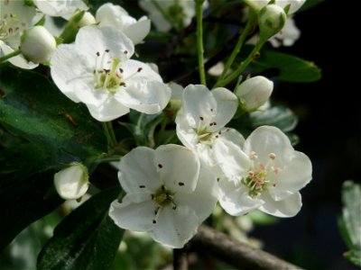 Weißdorn (Crataegus monogyna) in Hockenheim