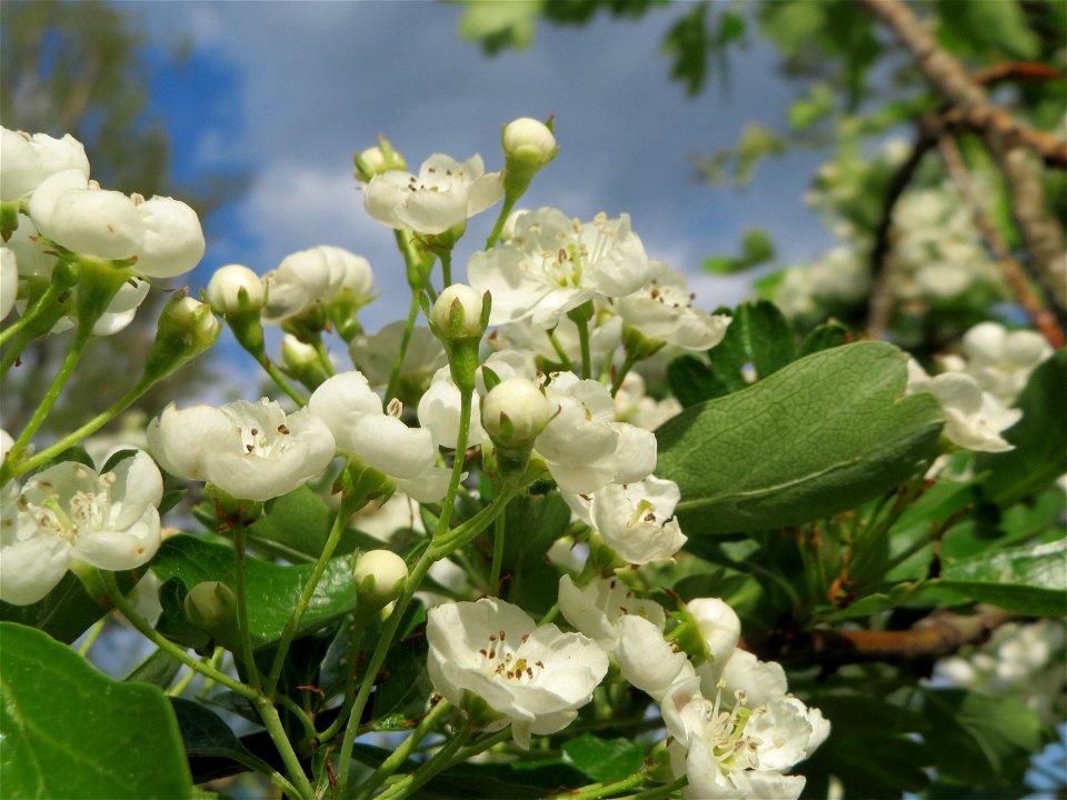 Weißdorn (Crataegus monogyna) in Hockenheim