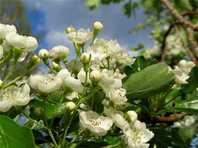 Weißdorn (Crataegus monogyna) in Hockenheim