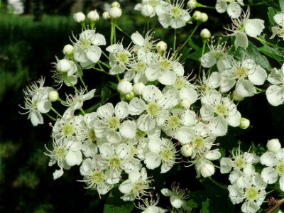 Weißdorn (Crataegus monogyna) im Bürgerpark Saarbrücken photo