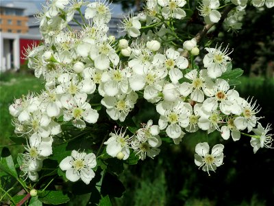 Weißdorn (Crataegus monogyna) im Bürgerpark Saarbrücken