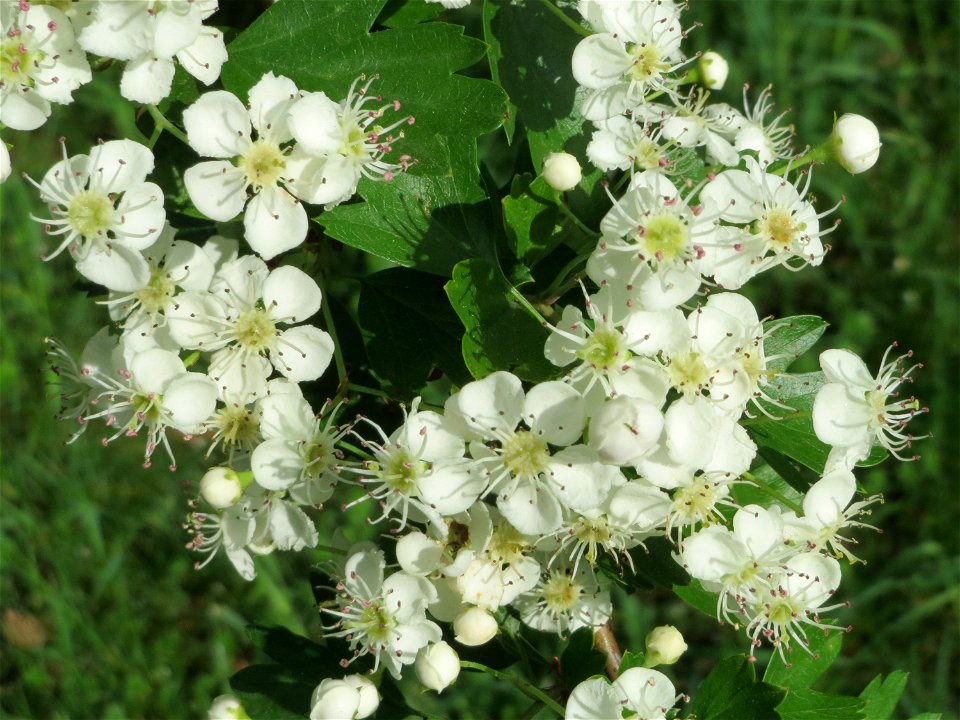 Weißdorn (Crataegus monogyna) im Bürgerpark Saarbrücken